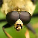Hadromyia grandis