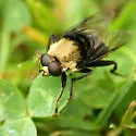 Hadromyia grandis - photo 2
