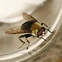 Hadromyia grandis - photo 3