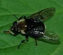 Hadromyia grandis - photo 4