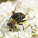 Hadromyia grandis - photo 5