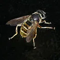 Hadromyia pulchra - photo 2