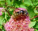 Hadromyia pulchra - photo 3