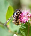 Hadromyia pulchra - photo 4