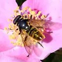 Hadromyia pulchra - photo 5