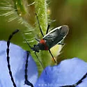 Hadronema incognitum