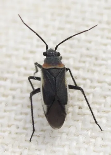 Hadronema militare