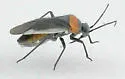 Hadronema pictum