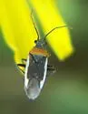 Hadronema pictum - photo 2