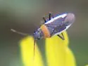 Hadronema pictum - photo 3