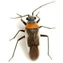 Hadronema pictum - photo 4