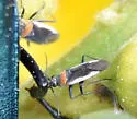 Hadronema pictum - photo 5