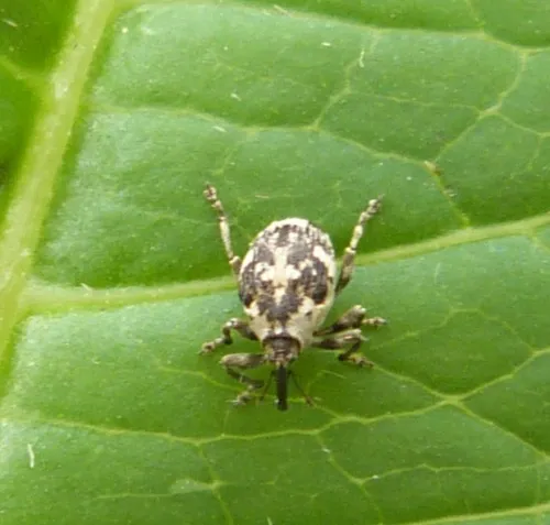 Hadroplontus litura - photo 2