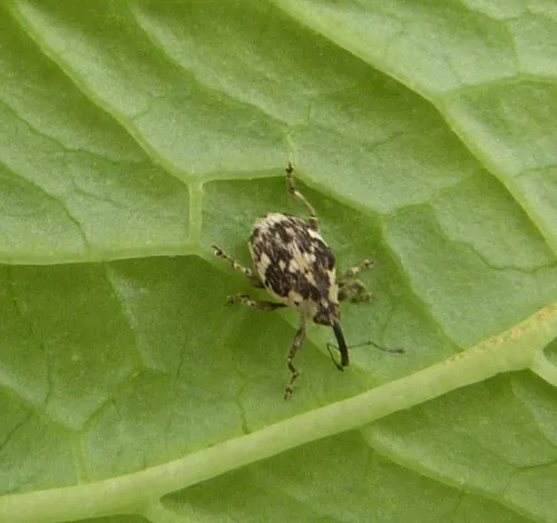 Hadroplontus litura - photo 3