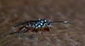 Hadrostethus scitulus - photo 2