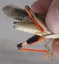 Hadrotettix magnificus - photo 4