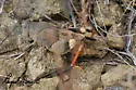 Three-banded Grasshopper - photo 2