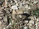 Three-banded Grasshopper - photo 3