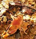 Three-banded Grasshopper - photo 4