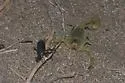 Anza-Borrego hairy scorpion