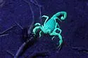 Anza-Borrego hairy scorpion - photo 2