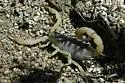 Anza-Borrego hairy scorpion - photo 3