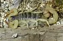 Anza-Borrego hairy scorpion - photo 4