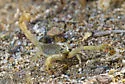 Anza-Borrego hairy scorpion - photo 5