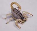Arizona Hairy Scorpion