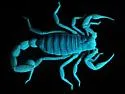 Arizona Hairy Scorpion - photo 2