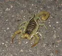 Arizona Hairy Scorpion - photo 3