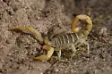 Arizona Hairy Scorpion - photo 4