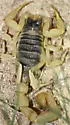 Arizona Hairy Scorpion - photo 5
