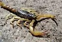 Hadrurus obscurus