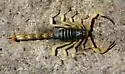 Hadrurus obscurus - photo 3