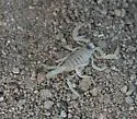 Hadrurus obscurus - photo 4