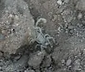 Hadrurus obscurus - photo 5