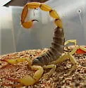 Black Hairy Scorpion