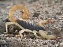 Black Hairy Scorpion - photo 2