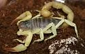 Black Hairy Scorpion - photo 3