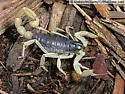 Black Hairy Scorpion - photo 4