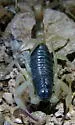 Black Hairy Scorpion - photo 5