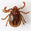 Haemaphysalis leporispalustris