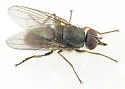 Horn Fly