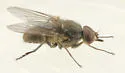 Horn Fly - photo 2