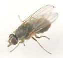 Horn Fly - photo 3