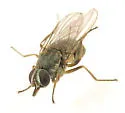 Horn Fly - photo 4