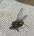 Horn Fly - photo 5