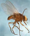 Moose Fly - Haematobosca alcis