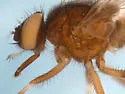 Moose Fly - photo 2